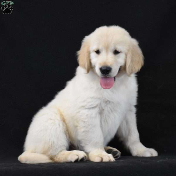 Callum, Golden Retriever Puppy